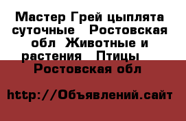 Мастер Грей цыплята суточные - Ростовская обл. Животные и растения » Птицы   . Ростовская обл.